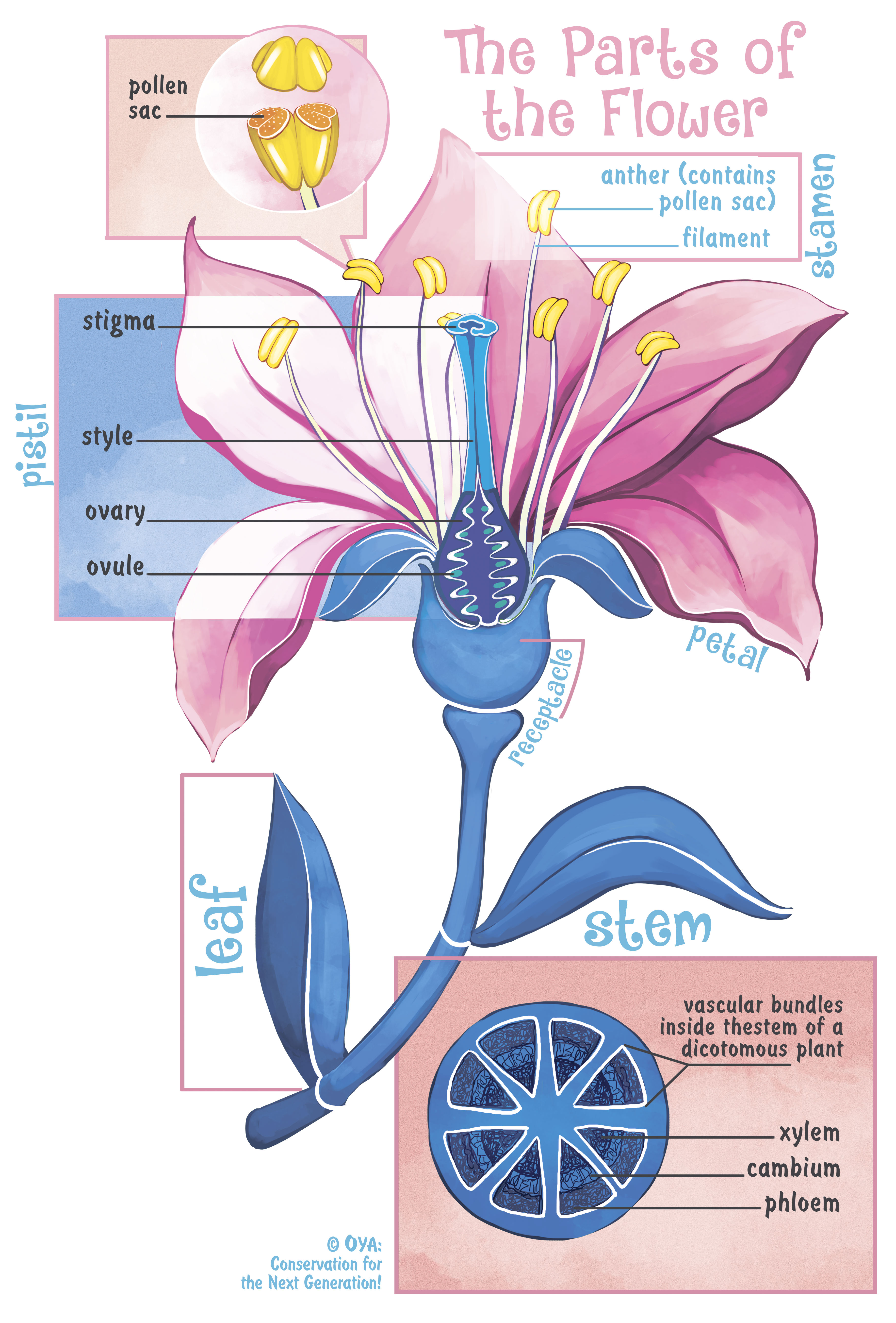 Detailed botanical illustration showing the labelled parts of a flower including stamen, pistil, petals, receptacle, leaf and stem with an inset showing the vascular bundles of the stem