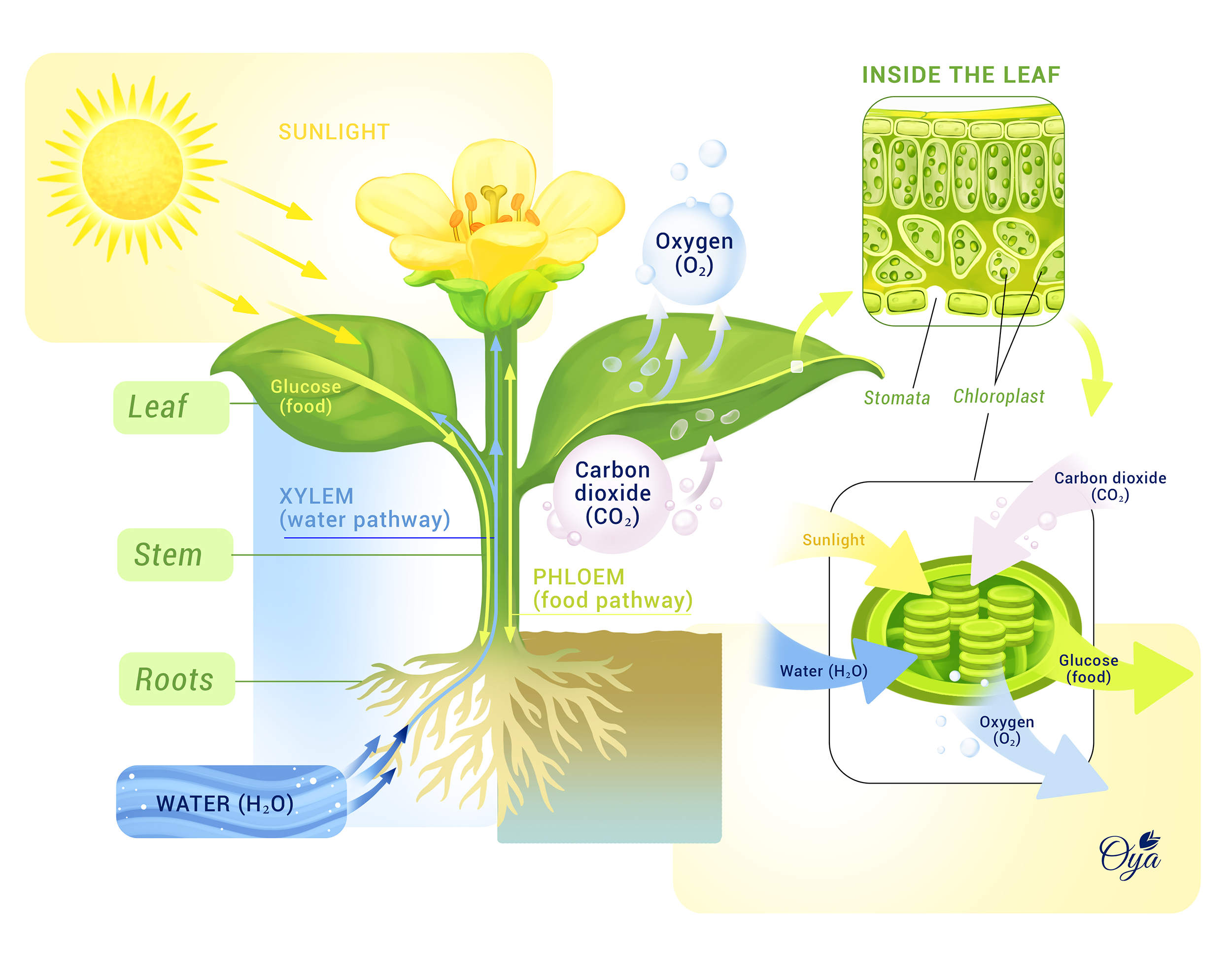 Plant-inspired illustration of photosynthesis, showing sunlight, carbon dioxide entering the leaf, water rising from the roots, and the leaf releasing oxygen while producing glucose