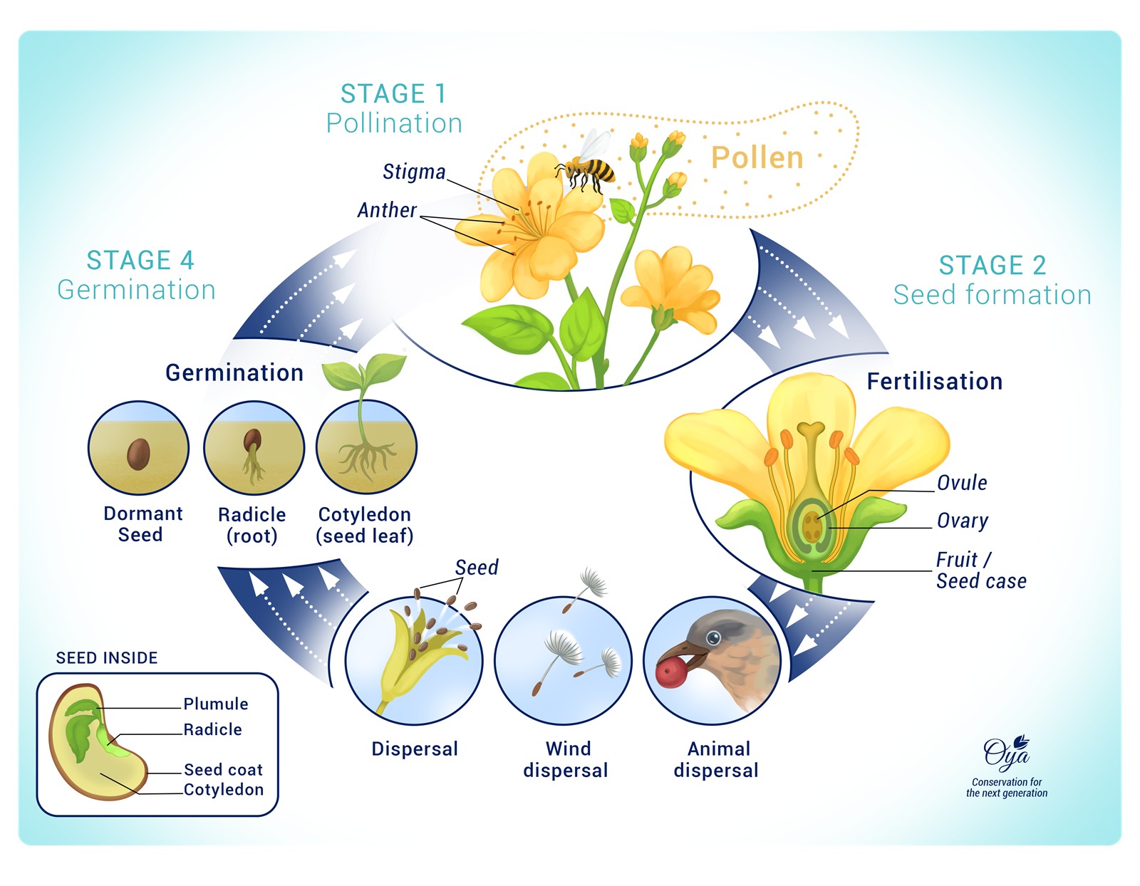 Plant-inspired illustration of the plant life cycle arranged as a wheel — Stage 1 Pollination (a bee visiting a flower, with the stigma, anther and pollen labelled), Stage 2 Seed formation and fertilisation (a flower cut open to show the ovule, ovary and fruit or seed case), Dispersal of seeds by wind and by animals, and Stage 4 Germination (dormant seed, radicle and cotyledon) — with an inset cutaway of a seed showing the plumule, radicle, seed coat and cotyledon